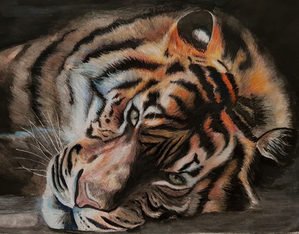 Tiger 3 - large