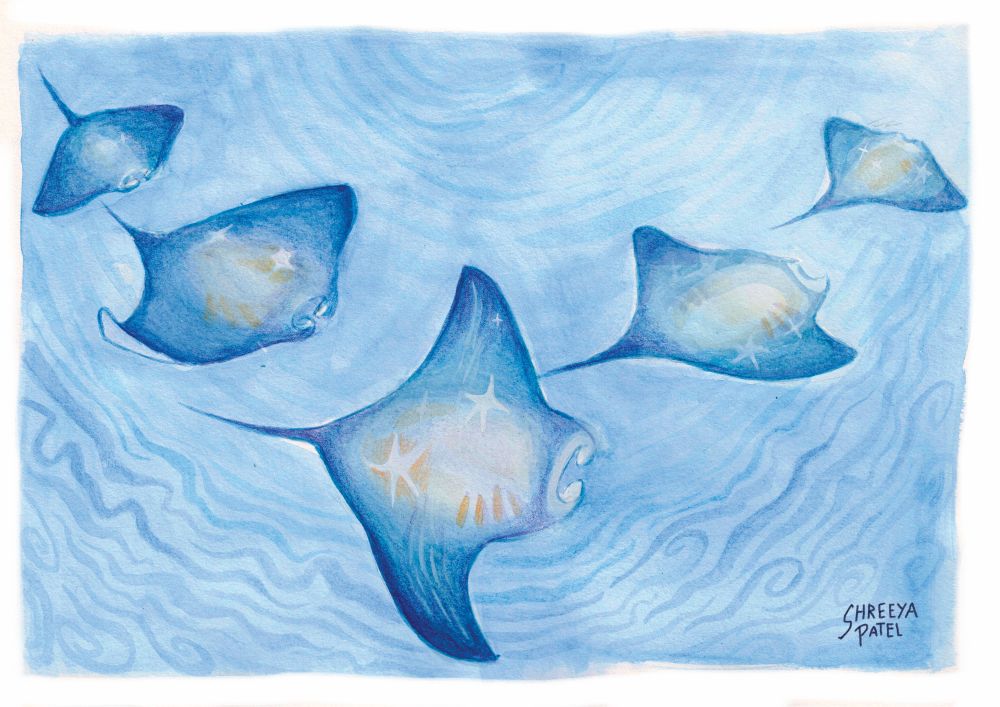 rays-border - large